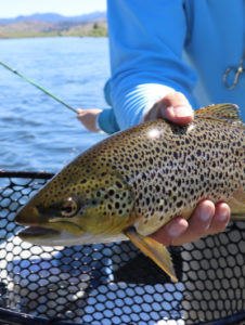 Types of Fish to Catch On Your Columbia River Fishing Trip