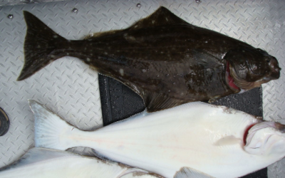 Everything About Seabass Fishing in Oregon