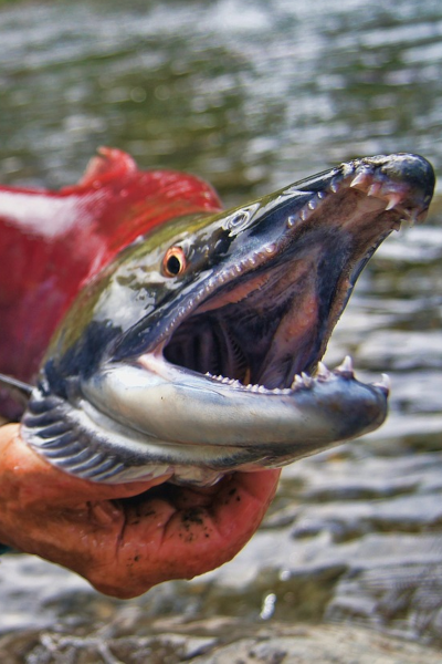 Salmon Season in Oregon