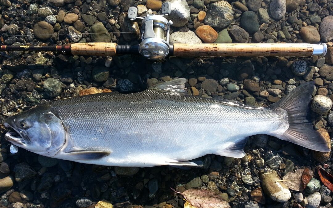 Everything You Need to Know About Newport Oregon Coho Salmon Fishing