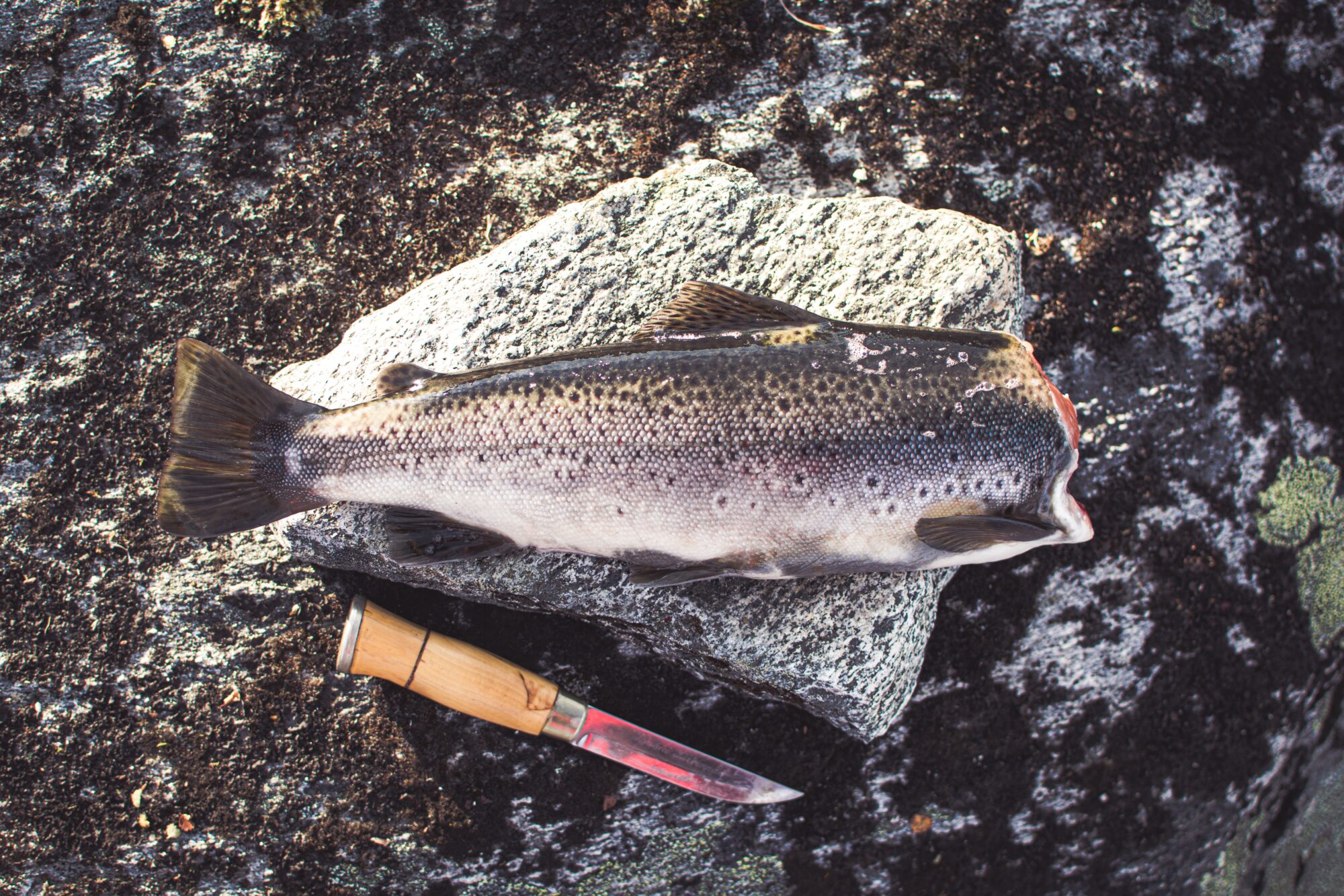 Newport Orehon Coho Salmon Fishing 6