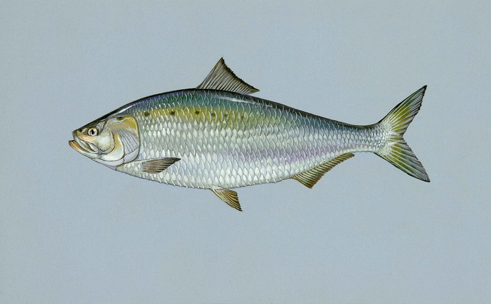 Your Guide to Columbia River Shad Fishing