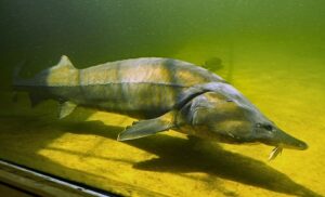 Columbia River Sturgeon Fishing 6