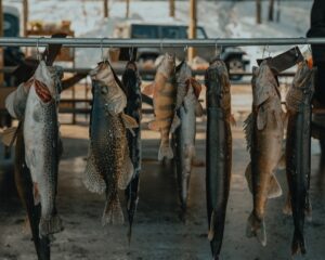 Columbia River Walleye Fishing 4