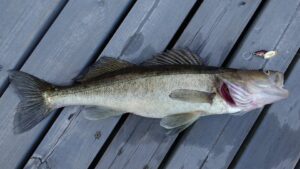 Columbia River Walleye Fishing 5