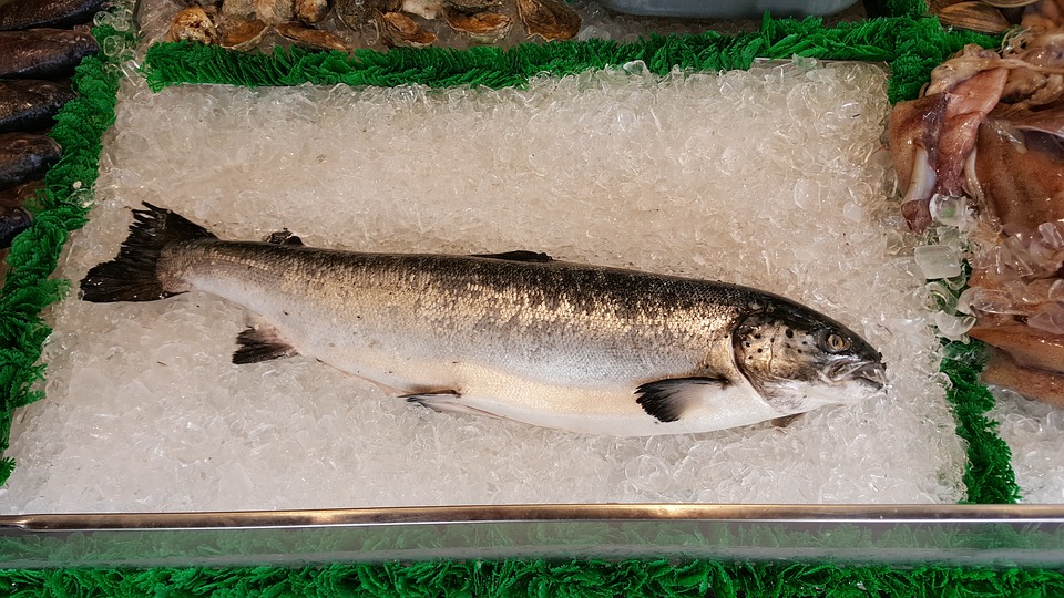 Depoe Bay Coho Salmon Fishing 2