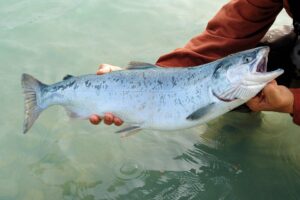 Depoe Bay Coho Salmon Fishing 3