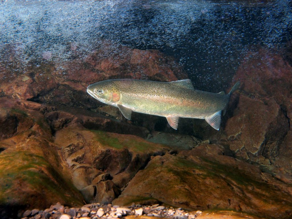 Best Fish to Catch on a Columbia River Fishing Charter