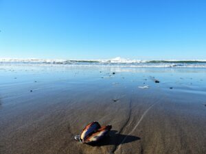 Choosing a Fishing Charter Near Lincoln City 3