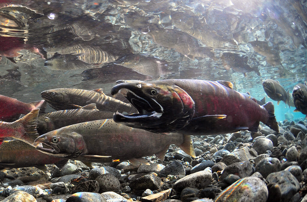 The Common Techniques to Catch Coho Salmon