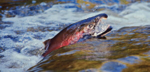 Common Techniques to Catch Coho Salmon 3