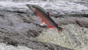 Common Techniques to Catch Coho Salmon 5