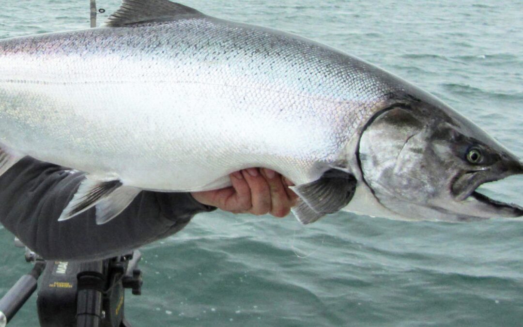 The Differences in Coho and King Salmon