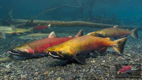 The Differences in Coho and King Salmon