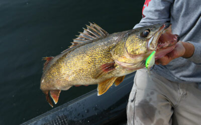 Best Ways to Cook Fresh Columbia River Walleye￼