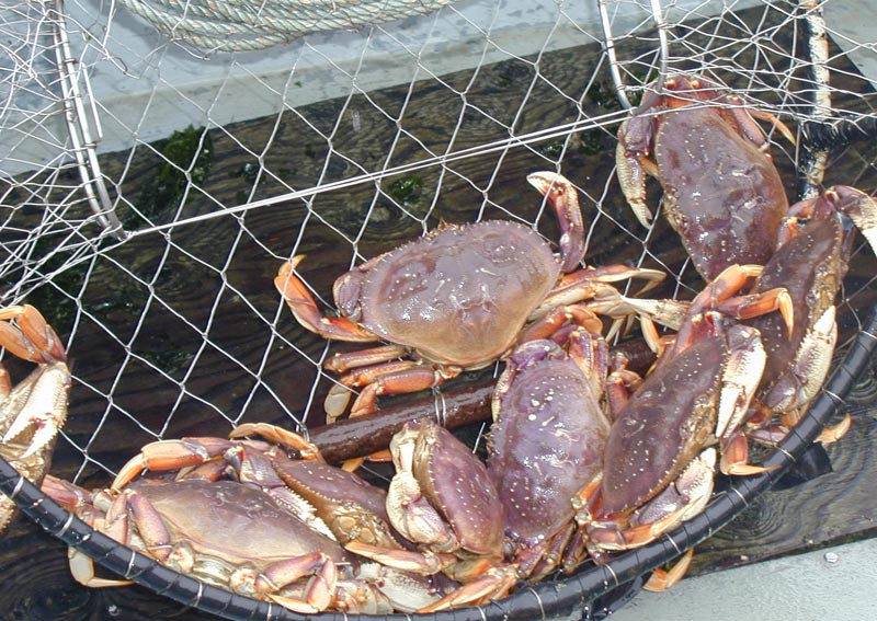 Depoe Bay Oregon Crabbing 1