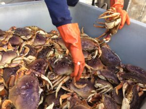 Depoe Bay Oregon Crabbing 2