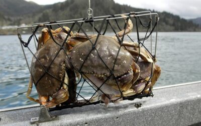 Depoe Bay Oregon Crabbing: What You Should Know