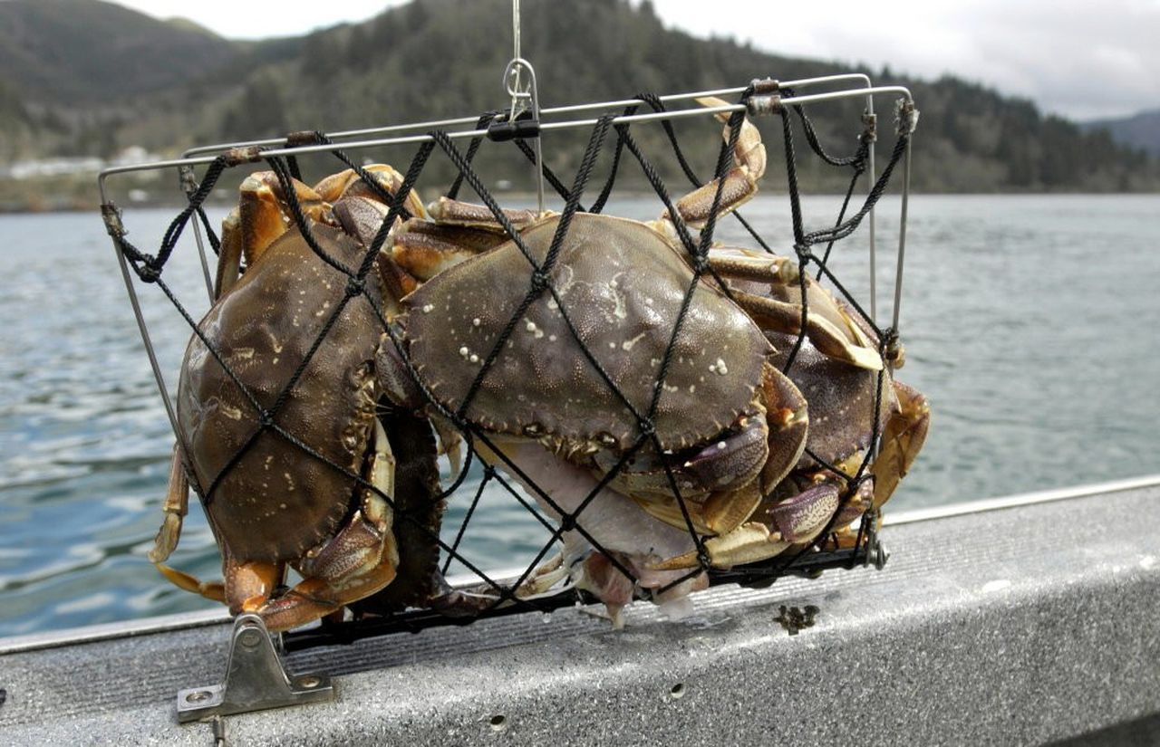 Depoe Bay Oregon Crabbing What You Should Know photo