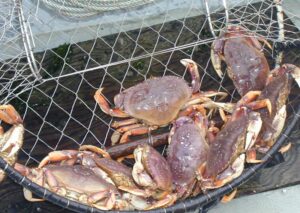 Newport Oregon Dungeness Crab Fishing 2