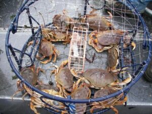 Newport Oregon Dungeness Crab Fishing 5