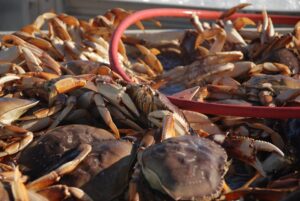 Newport Oregon Dungeness Crab Fishing 6