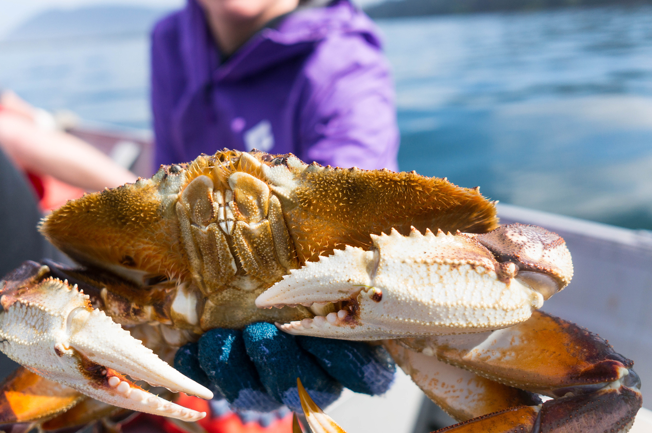 Depoe Bay Dungeness Crab Fishing 2