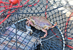 Depoe Bay Dungeness Crab Fishing 3