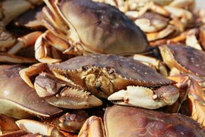 Depoe Bay Dungeness Crab Fishing 5