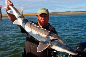 Catch Giant White Sturgeon on the Columbia River 3