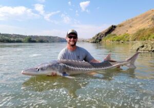 White Sturgeon 2