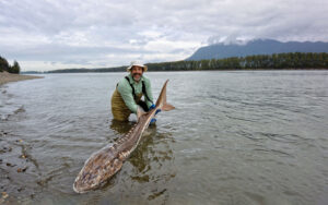 White Sturgeon 3