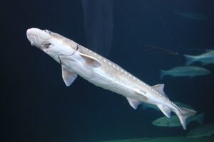 White Sturgeon 4