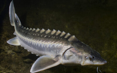 The History of the Great White Sturgeon￼