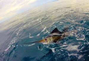 Offshore Fishing Charter in Newport 5