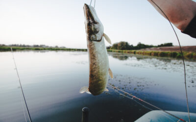 How to Land Your First Sturgeon in Columbia River: Insider Tips from the Experts