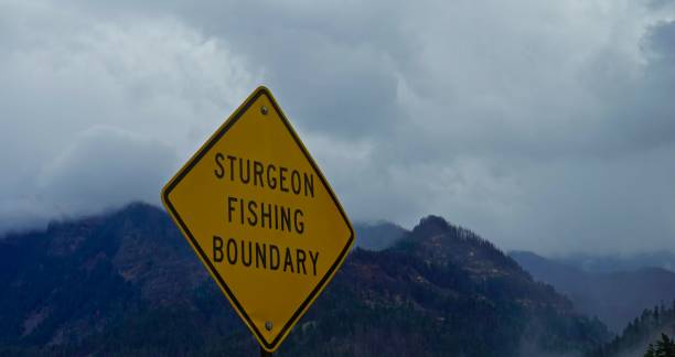 sturgeon in Columbia River