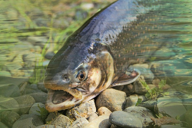 How to Plan for Your Depoe Bay Salmon Fishing Trip