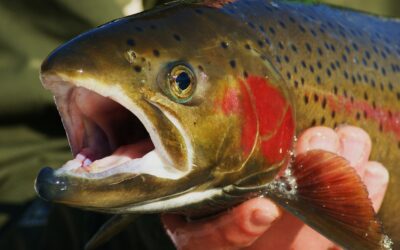 A Beginner’s Guide to Steelhead Fishing Charters on the Oregon Coast