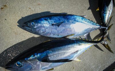 The Best Time of Year for Albacore Tuna Fishing Charters in Oregon