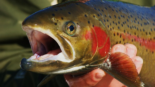A Guide on Where to Find the Best Steelhead Rivers in Oregon