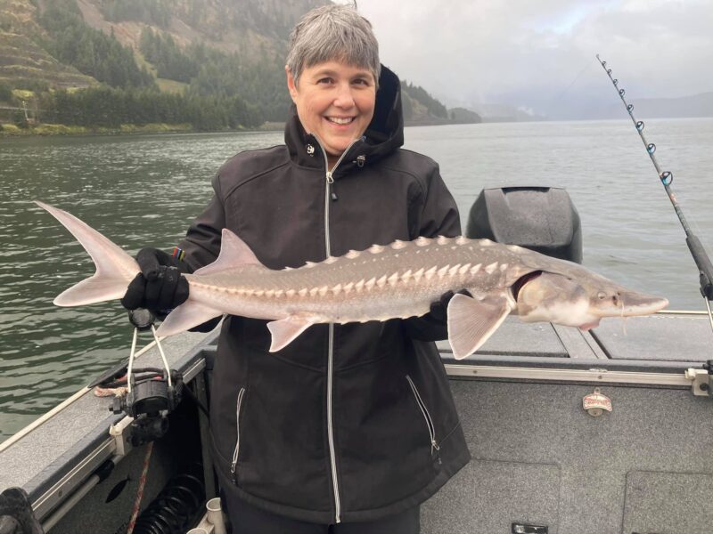 Sturgeon 3