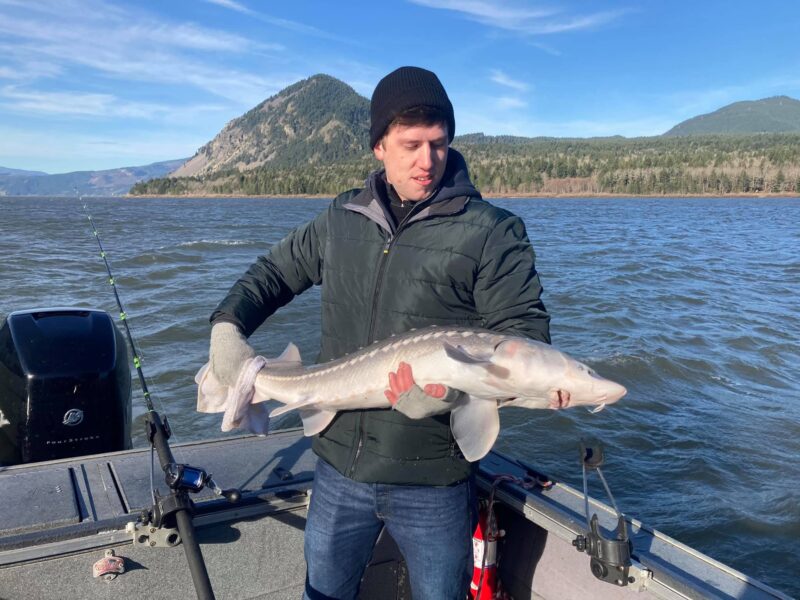 Sturgeon 4