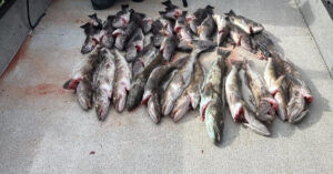 fresh-lingcod-and-rockfish-catch-oregon-coast